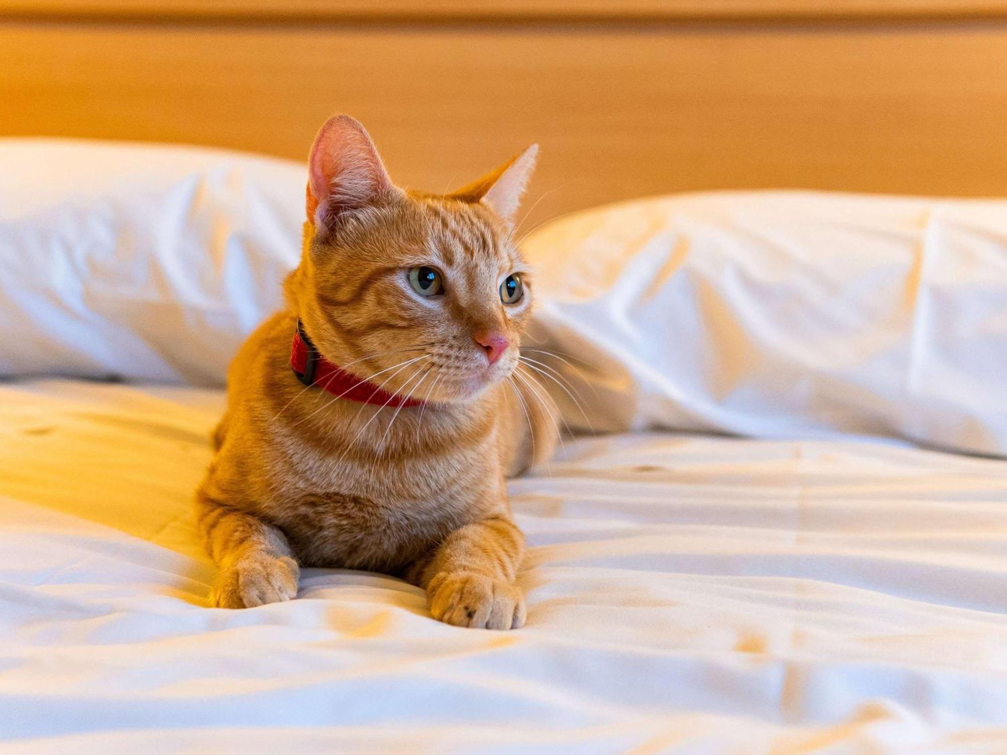 ホテル Ibis ノヴォ・アンブルゴ エクステリア 写真